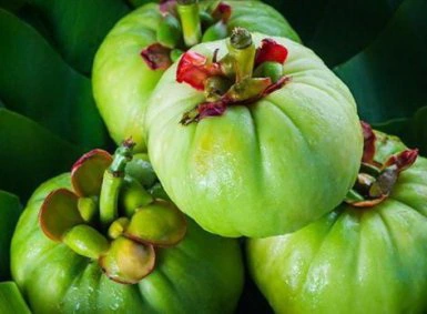 Garcinia cambogia