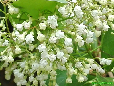 Parameriae laevigata